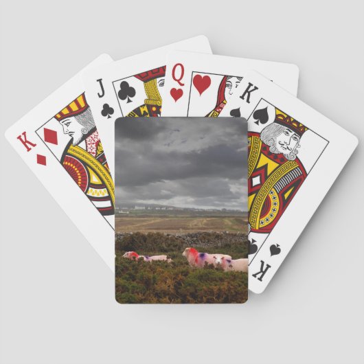Farbschaf Spielkarten (Rückseite)
