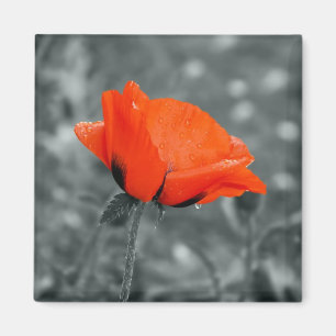 Farbschlüssel Poppy Magnet