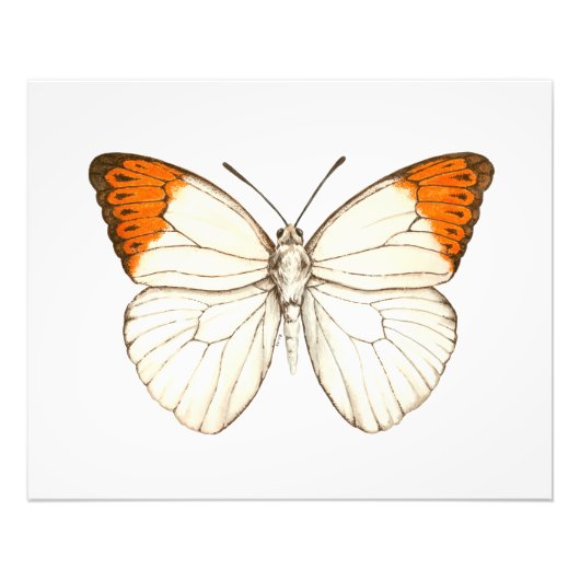 Farbschmetterling, großartiger Orangenspitze Fotodruck (Vorne)