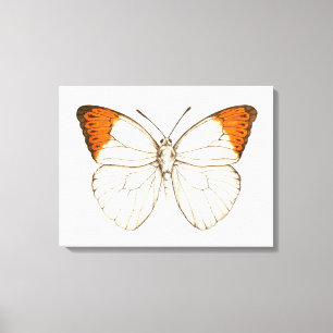 Farbschmetterling, großartiger Orangenspitze Leinwanddruck