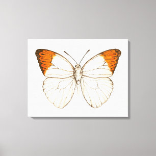 Farbschmetterling, großartiger Orangenspitze Leinwanddruck
