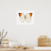 Farbschmetterling, großartiger Orangenspitze Poster (Küche)