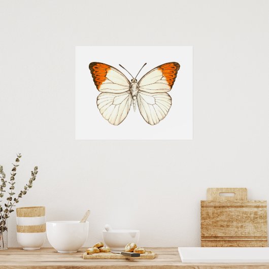 Farbschmetterling, großartiger Orangenspitze Poster (Küche)