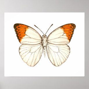 Farbschmetterling, großartiger Orangenspitze Poster
