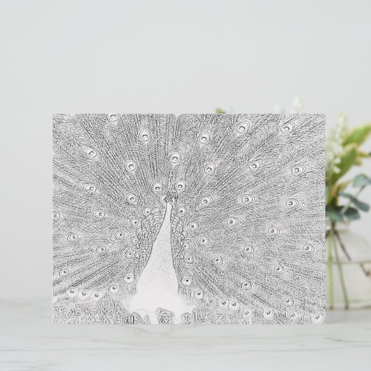 Farbseite - Pfau mit gefangenem Schwanz (Stehend Vorderseite)