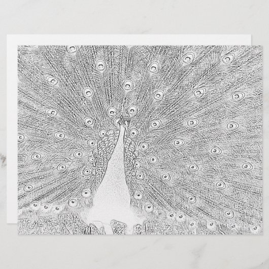 Farbseite - Pfau mit gefangenem Schwanz (Vorne/Hinten)