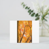 Farbstimmung im Herbst Postkarte (Stehend Vorderseite)