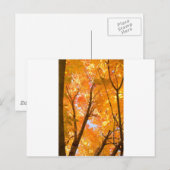 Farbstimmung im Herbst Postkarte (Vorne/Hinten)