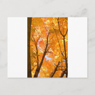 Farbstimmung im Herbst Postkarte