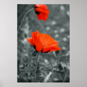 Farbtaste Poppy Poster