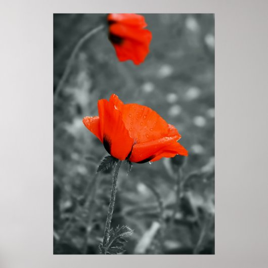 Farbtaste Poppy Poster (Vorne)