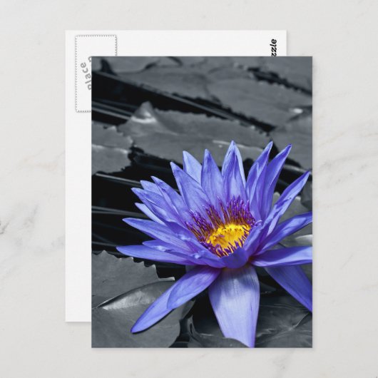 Farbtaste Tropische Wasserlilie Postkarte (Vorne/Hinten)