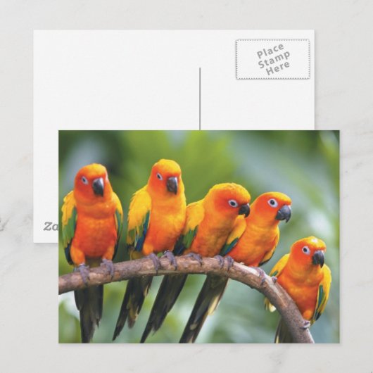Farbvögel Postkarte (Vorne/Hinten)