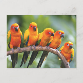 Farbvögel Postkarte