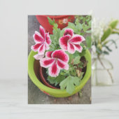 Fareham Pelargonium-Blumen-Flachkarte (Stehend Vorderseite)