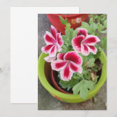 Fareham Pelargonium-Blumen-Flachkarte (Vorne/Hinten)