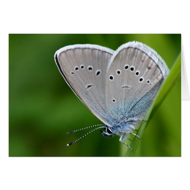 Farfalla Card (Vorderseite (Horizontal))