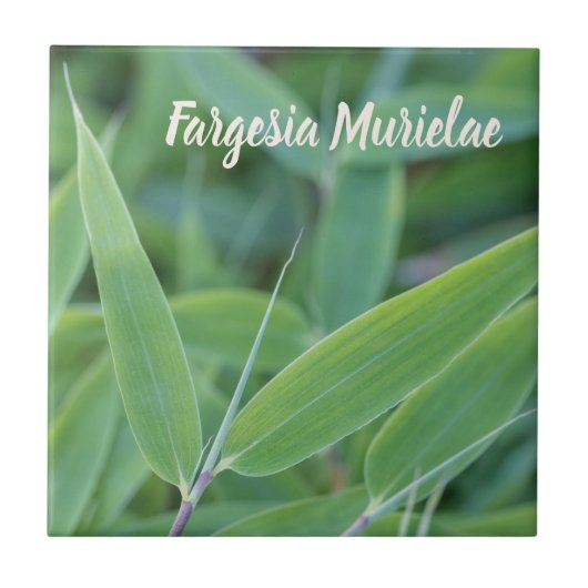 Fargesia murielae Bamboo Pflanze für Gärtner Fliese (Vorderseite)