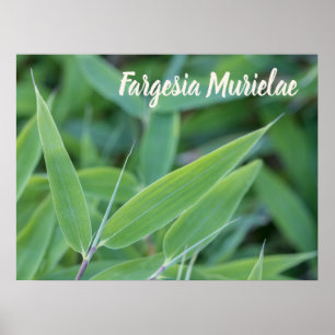 Fargesia murielae Bamboo Pflanze für Gärtner Poster