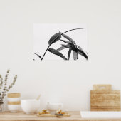 Fargesia sp. Bambus in Schwarz und Weiß Poster (Küche)