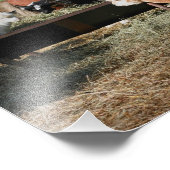 Farm Animal Barnyard Freunde Niedlich 10x8 Fotodruck (Ecke)