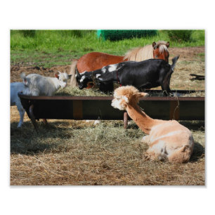 Farm Animal Barnyard Freunde Niedlich 10x8 Print Fotodruck