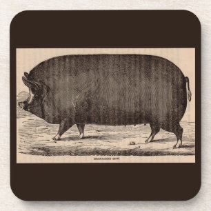 Farm Animal Printing Berkshire aus dem 19. Jahrhun Getränkeuntersetzer
