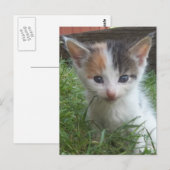 Farm Kitten Postkarte (Vorne/Hinten)