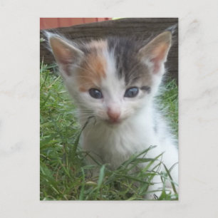 Farm Kitten Postkarte