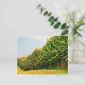 Farm Life USA Corn Crop Postcard Postkarte (Stehend Vorderseite)