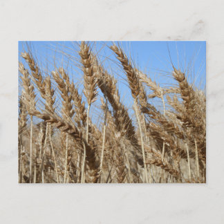 Farm Life USA Wheat Postcard Postkarte