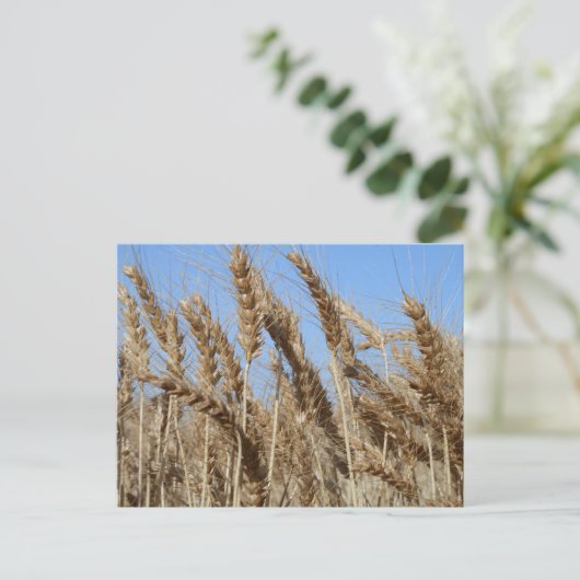 Farm Life USA Wheat Postcard Postkarte (Stehend Vorderseite)