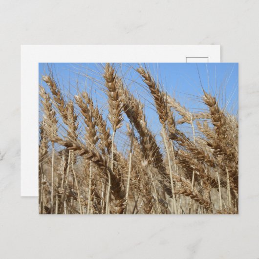 Farm Life USA Wheat Postcard Postkarte (Vorne/Hinten)