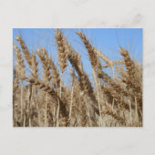 Farm Life USA Wheat Postcard Postkarte (Vorderseite)