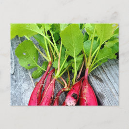 Farmermarkt Radish Postkarte