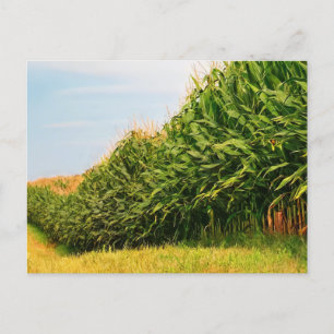 Farmleben USA Maisernte Postkarte
