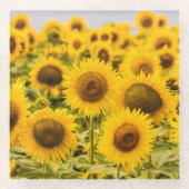 Farms A Sunflower Field Glasuntersetzer (Vorderseite)
