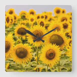 Farms A Sunflower Field Quadratische Wanduhr