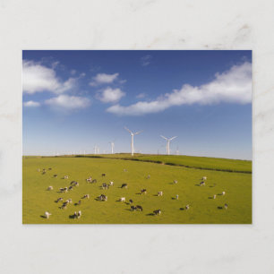 Farms   Cows Near Windmill Farm Postkarte