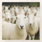 Farms Herd of Sheep Glasuntersetzer (Vorderseite)