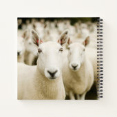 Farms | Herd of Sheep Notizblock (Rückseite)