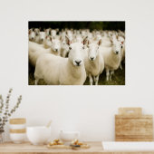 Farms | Herd of Sheep Poster (Küche)