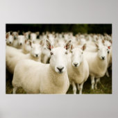 Farms | Herd of Sheep Poster (Vorne)