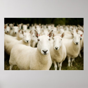 Farms Herd of Sheep Poster