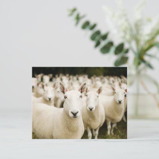 Farms | Herd of Sheep Postkarte (Stehend Vorderseite)