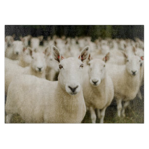 Farms   Herd of Sheep Schneidebrett