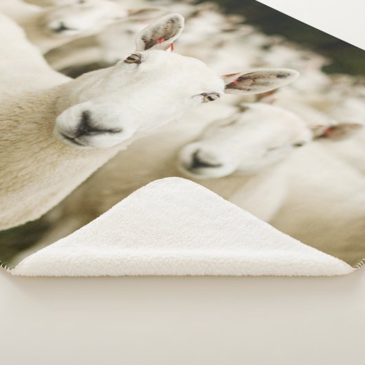 Farms Herd of Sheep Sherpadecke (3/4)