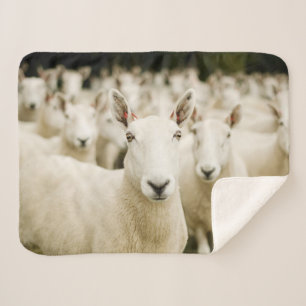 Farms Herd of Sheep Sherpadecke