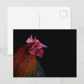 Farms | Rooster Head Shot Postkarte (Vorne/Hinten)