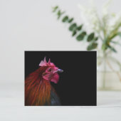 Farms | Rooster Head Shot Postkarte (Stehend Vorderseite)